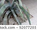 botanic, botanical, plant 92077203