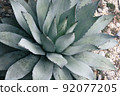 fruit, pineapple, pineapples 92077205