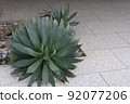 botanic, botanical, plant 92077206