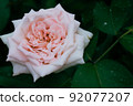 rose, bloom, blossom 92077207