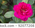 bloom, blossom, blossoms 92077208