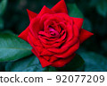 rose, bloom, blossom 92077209