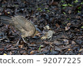Red junglefowl in Singapore 92077225