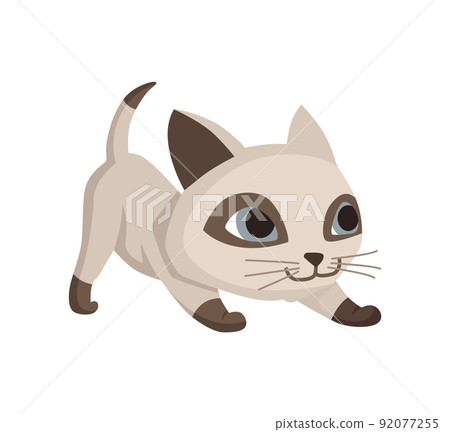 Cartoon cat character. Siamese colorpoint pet. Adorable domestic cat playing. Funny happy and playful animal. Cute two color kitten 92077255