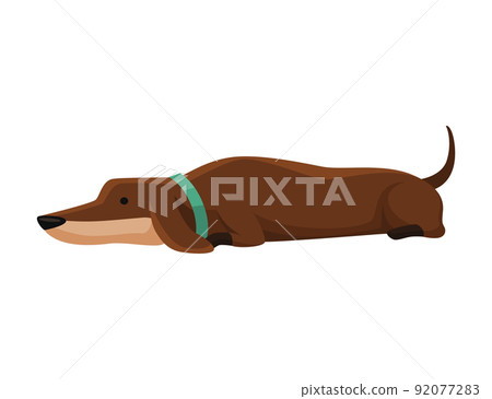 Dog dachshund. Cute funny character portrait. Short-legged pet with long body lying. Adorable cartoon vector illustration Dog dachshund. Cute funny character portrait. Short-legged pet with long body lying. Adorable cartoon vector illustration 92077283