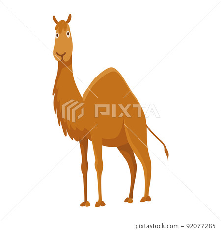 Camel with one hump. Desert animal standing in side view. Cartoon vector. Flat icon design, isolated on white background 92077285