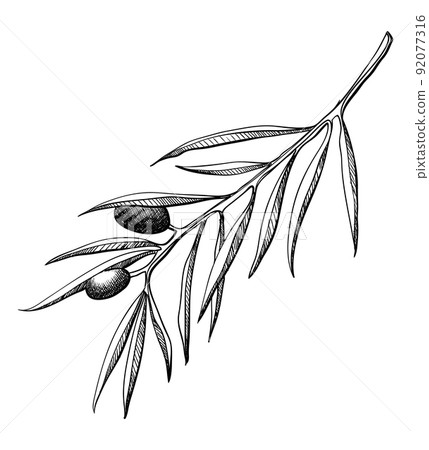 Olive branche, hand-drawn engraving vector illustration isolated on white. Leaves and black fruits in sketch style 92077316