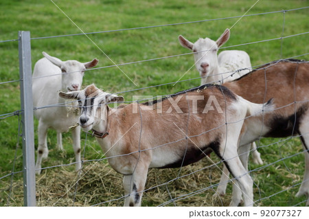 A goat ranch at a popular handmade cheese shop in the Yarra Valley 92077327