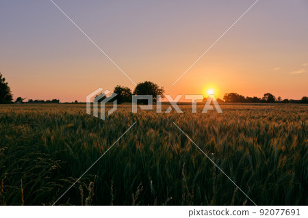 Late spring sunset with rye field in foreground Late spring sunset with rye field in foreground 92077691