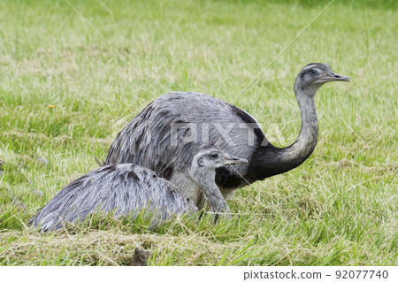 Pair of Greater Rhea, Rhea americana Pair of Greater Rhea, Rhea americana 92077740