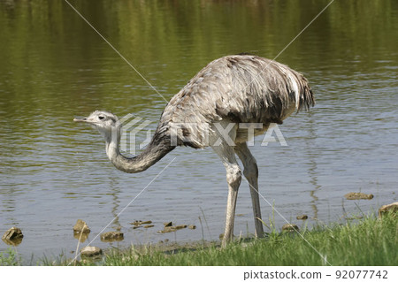 Greater Rhea, Rhea americana, by pond 92077742