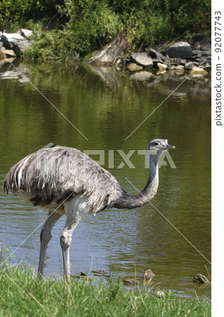 Vertical of Greater Rhea, Rhea americana 92077743