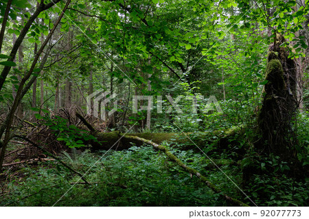 Partly declined broken oakin summertime deciduous  92077773