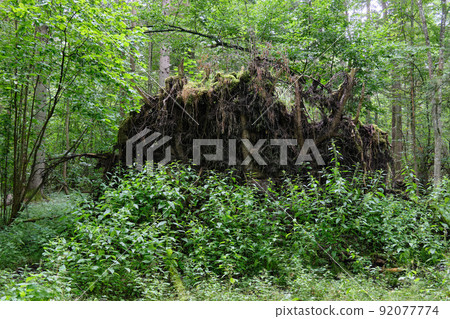 Partly declined broken oak roots in summertime  92077774