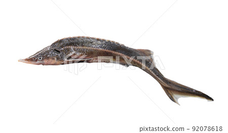 Fresh raw sterlet fish isolated on white background Fresh raw sterlet fish isolated on white background 92078618