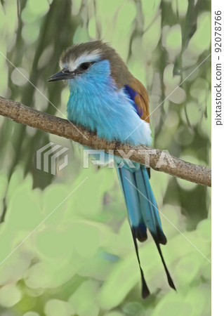 Racket-tailed Roller, Coracias spatulatus, perched Racket-tailed Roller, Coracias spatulatus, perched 92078766