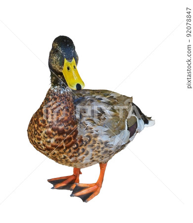 Wald mallart duck stand isolated on white background Wald mallart duck stand isolated on white background 92078847