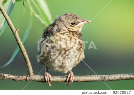 nestling thrush the Fieldfare.. nestling thrush the Fieldfare.. 92078957
