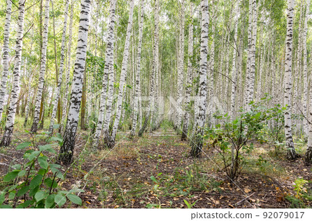 abstract background the birch grove. 92079017