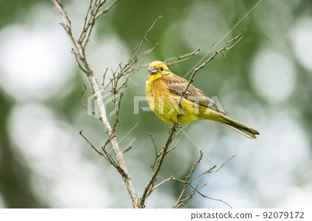 Yellowhammer (Emberiza citrinella) 92079172