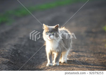 Grey cat on the grass. Grey cat on the grass. 92079253