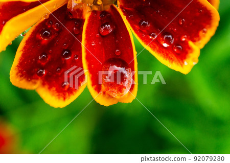 Fresh pink zinnia flowers Fresh pink zinnia flowers 92079280