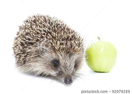 hedgehog and Apple 92079289