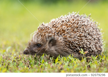 hedgehog on the grass.. hedgehog on the grass.. 92079296