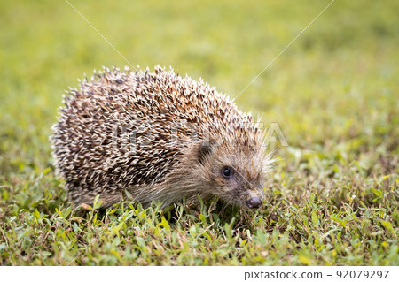 hedgehog on the grass.. 92079297