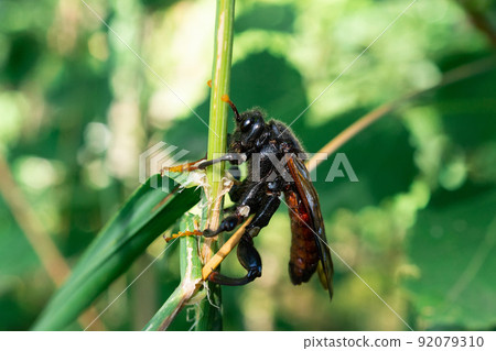 Portrait of Cimbex femoratus. 92079310