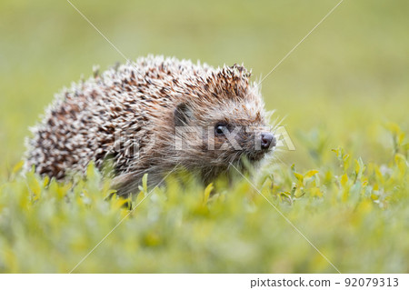 hedgehog on the grass 92079313