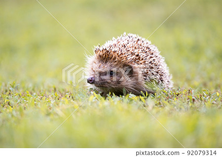hedgehog on the grass.. 92079314