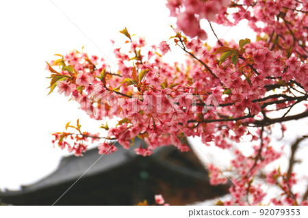Niomon of Saga Shakado and Kawazu cherry blossoms in full bloom 92079353
