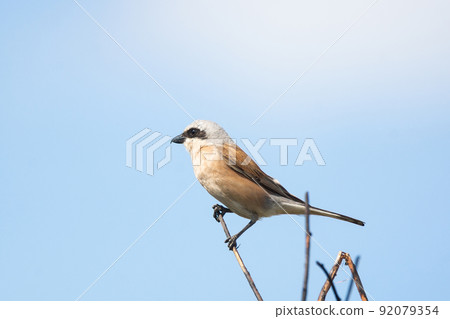 red-backed shrike (Lanius Collurio) red-backed shrike (Lanius Collurio) 92079354
