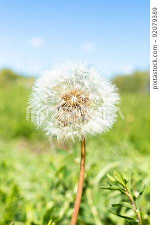 dandelion against nature dandelion against nature 92079389