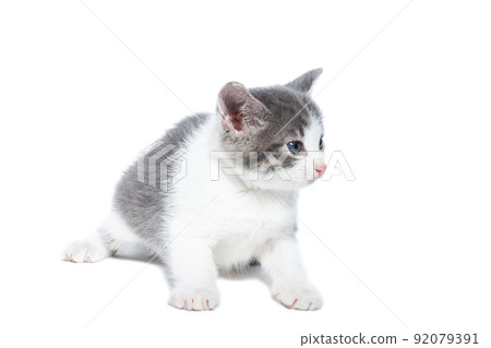 kitten on a white background. kitten on a white background. 92079391