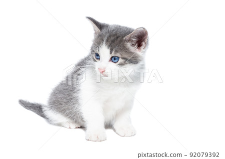 kitten on a white background. 92079392