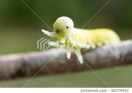 Cimbex femoratus birch Sawfly caterpillars. Cimbex femoratus birch Sawfly caterpillars. 92079402