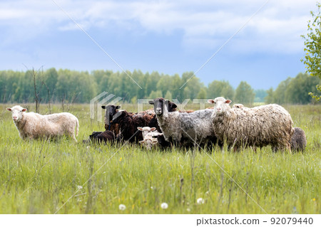 Lambs and sheep green grass. Lambs and sheep green grass. 92079440