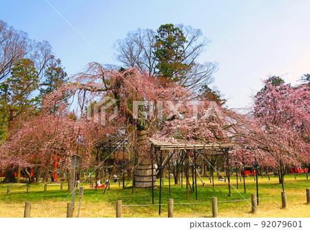 Kamigamo Shrine的櫻花 Kamigamo Shrine的櫻花 92079601