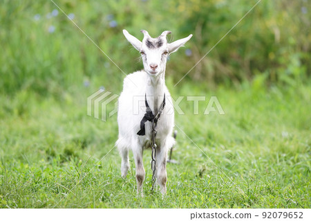 goat on grass... 92079652