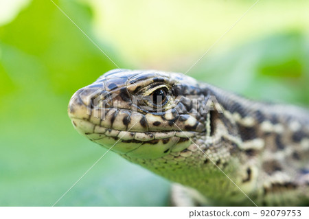 lizard on the grass. 92079753