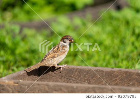 Sparrow on the tree. Sparrow on the tree. 92079795
