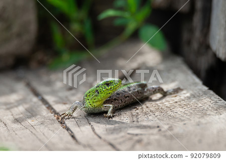 lizard on the grass lizard on the grass 92079809