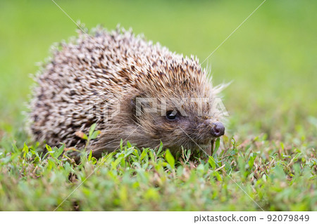 hedgehog on the grass. 92079849