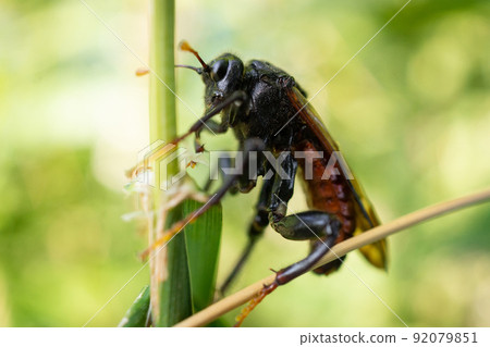Portrait of Cimbex femoratus Portrait of Cimbex femoratus 92079851