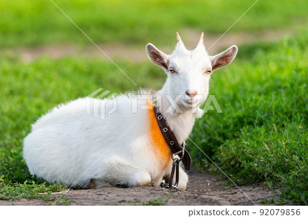 goat on grass... goat on grass... 92079856