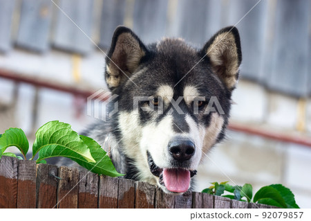 Husky in the yard Husky in the yard 92079857