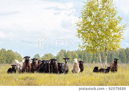 Lambs and sheep green grass Lambs and sheep green grass 92079886