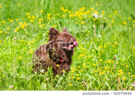 Chihuahua dog in the park Chihuahua dog in the park 92079946